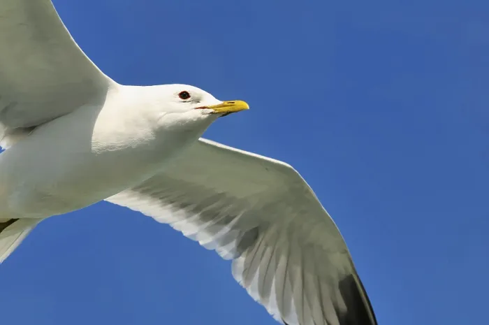 Framed Print : Common gull