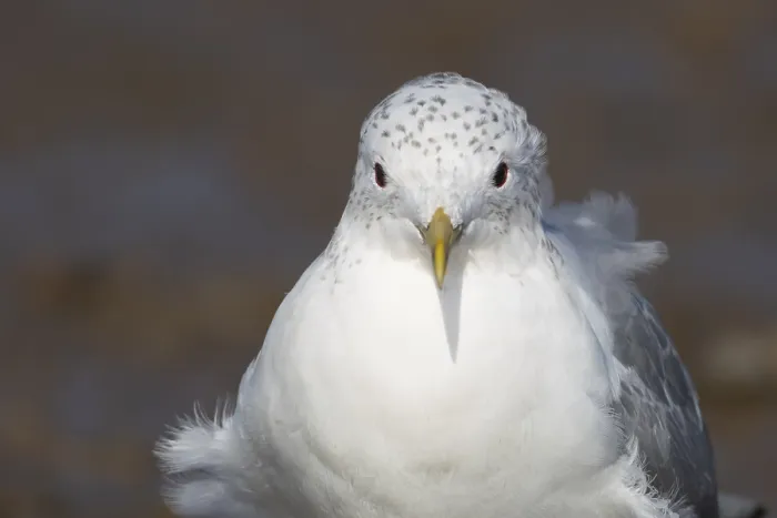 Framed Print : Common gull (Larus canus) adult bird in winter plumage head portrait