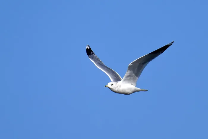 Framed Print : Common Gull (Larus canus) in autumn on the Havel