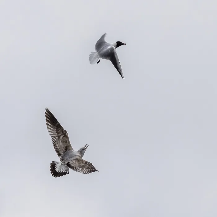 Framed Print : Common gull trying to get food from a Black-headed gull