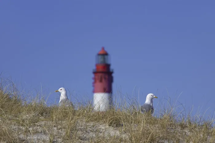 Framed Print : Two common gulls (Larus canus) and the Amrum lighthouse in the dunes along the Wadden Sea