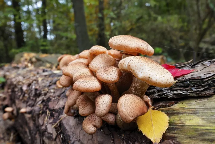Framed Print : Common Hallimasch, also golden yellow or honey yellow Hallimasch (Armillaria mellea)