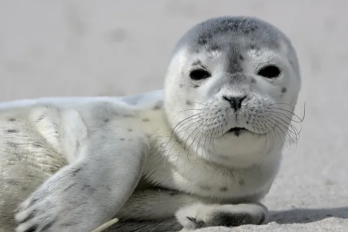 Framed Print : Common harbor seal (Phoca vitulina) Framed Print : Common harbor seal (Phoca vitulina)