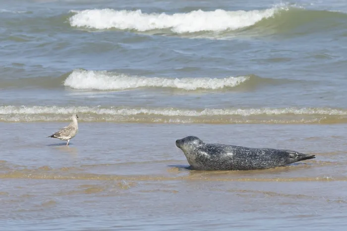 Framed Print : Common or Harbour or Harbor seal (Phoca vitulina)