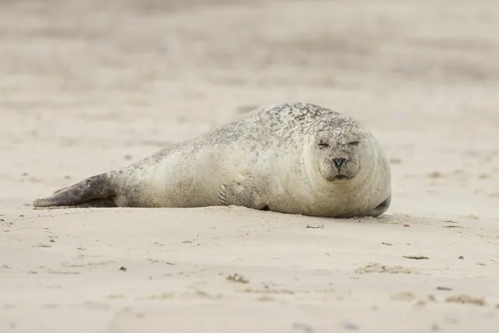 Framed Print : Common or Harbour or Harbor seal (Phoca vitulina) adult animal sleeping on a beach