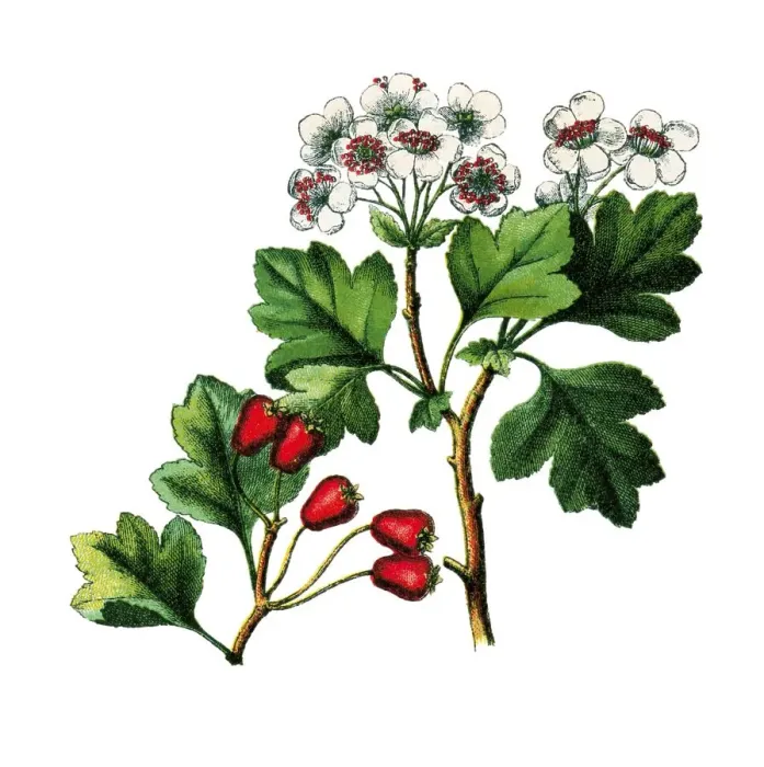 Framed Print : Common Hawthorn, historical illustration Framed Print : Common Hawthorn, historical illustration