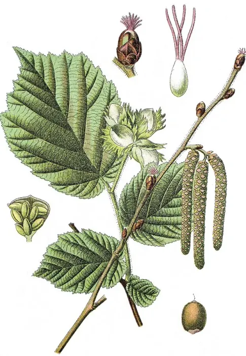 Framed Print : Common hazel (Corylus avellana)
