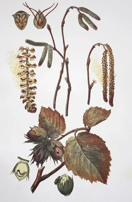 Framed Print : Common hazel (Corylus avellana) Framed Print : Common hazel (Corylus avellana)