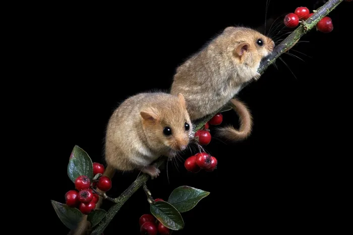 Framed Print : COMMON hazel dormouse (muscardinus avellanarius)