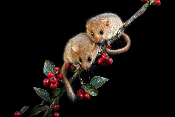 Framed Print : COMMON hazel dormouse (muscardinus avellanarius)