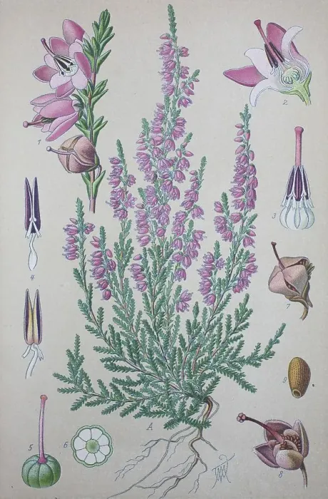 Framed Print : Common Heather (Calluna vulgaris)