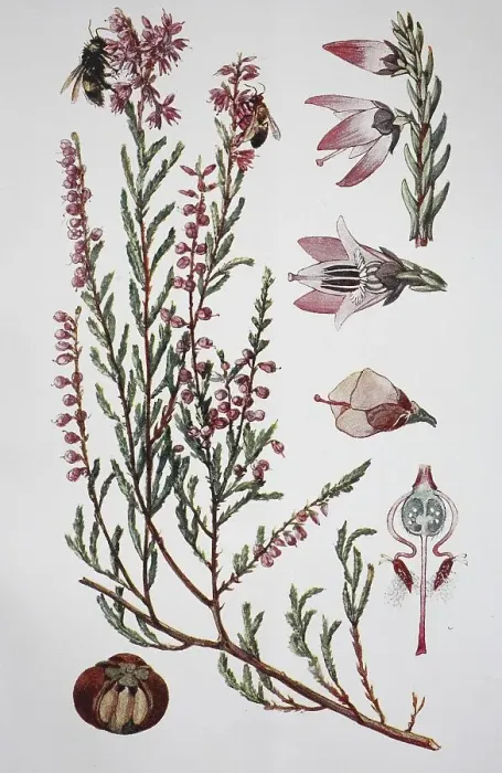 Framed Print : Common heather (Calluna vulgaris) Framed Print : Common heather (Calluna vulgaris)
