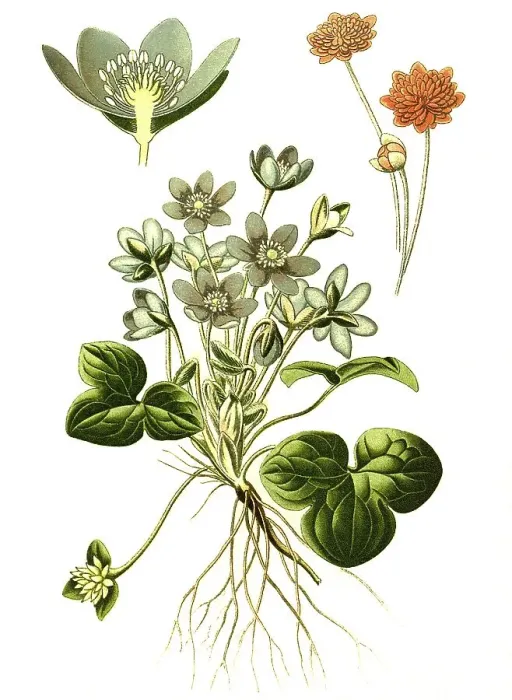 Framed Print : Common Hepatica (Anemone Hepatica)