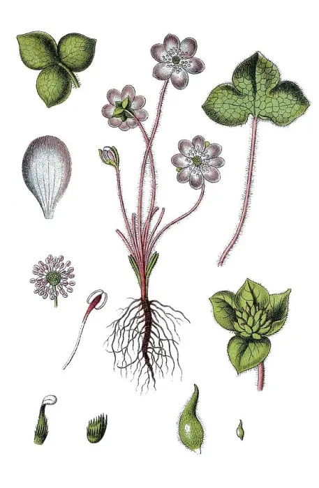 Framed Print : Common Hepatica or Liverwort (Anemone hepatica) Framed Print : Common Hepatica or Liverwort (Anemone hepatica)