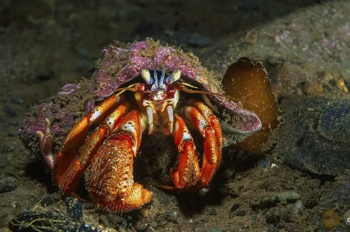 Framed Print : Common hermit crab (Pagurus bernhardus) in shell