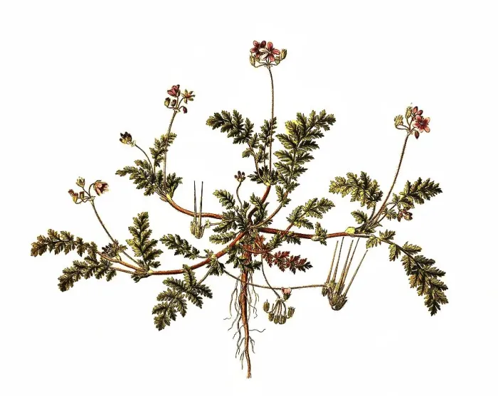 Framed Print : Common Heron's Bill, often also redstem filaree (Erodium cicutarium) Framed Print : Common Heron's Bill, often also redstem filaree (Erodium cicutarium)