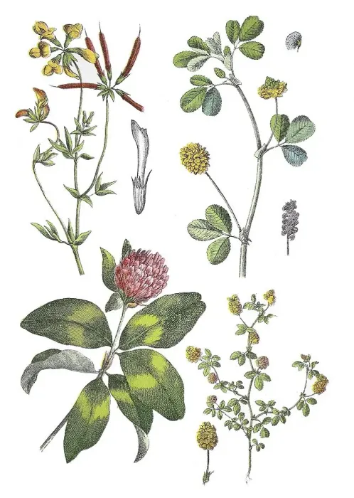 Framed Print : Common horn clover, Lotus corniculatus (top left)