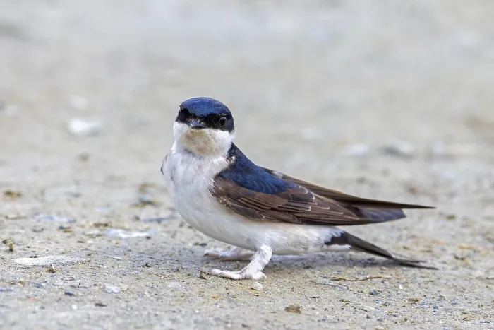 Framed Print : Common house martin, northern house martin (Delichon urbicum) collecting mud in beak for building nest in spring