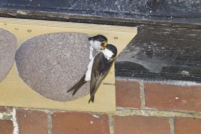 Framed Print : Common House Martin (Delichon urbica) adult Framed Print : Common House Martin (Delichon urbica) adult