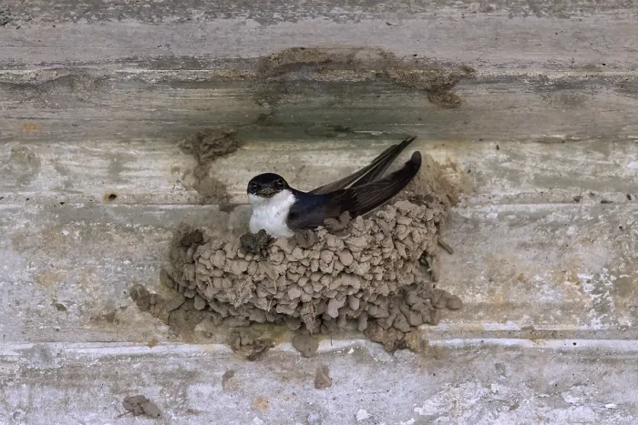 Framed Print : Common house martin (Delichon urbicum) Framed Print : Common house martin (Delichon urbicum)