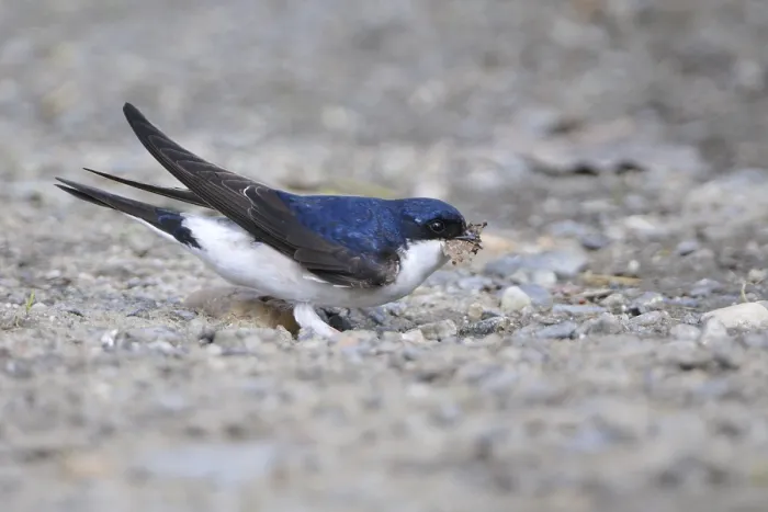 Framed Print : Common House Martin with nesting material