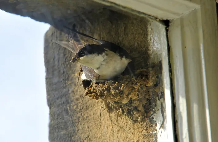 Framed Print : Common house martins (Delichon urbica) Songbirds