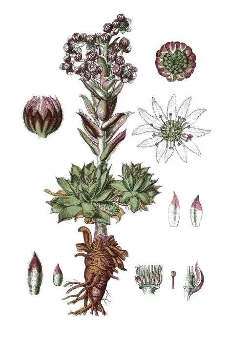 Framed Print : Common houseleek, Jove's beard (Sempervivum tectorum) Framed Print : Common houseleek, Jove's beard (Sempervivum tectorum)