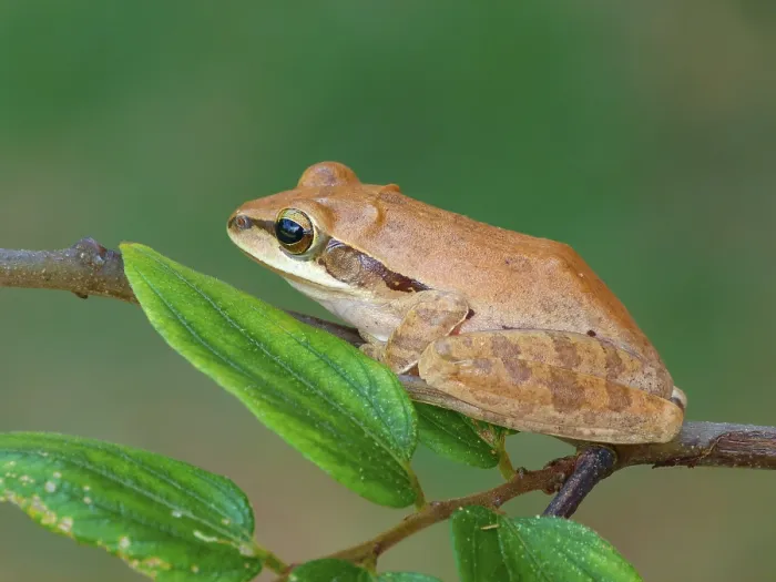 Framed Print : Common Indian tree frog (Polypedates maculatus) adult