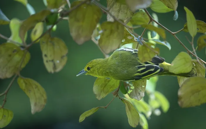 Framed Print : Common Iora (Aegithina tiphia) on a tree branch in Sreepur