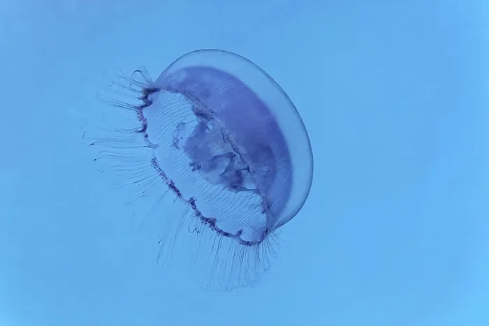 Framed Print : Common jellyfish (Aurelia aurita) Framed Print : Common jellyfish (Aurelia aurita)