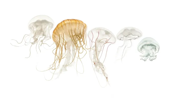 Framed Print : Common jellyfish, Aurelia aurita
