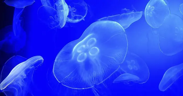 Framed Print : Common Jellyfish or Moon Jellyfish Framed Print : Common Jellyfish or Moon Jellyfish
