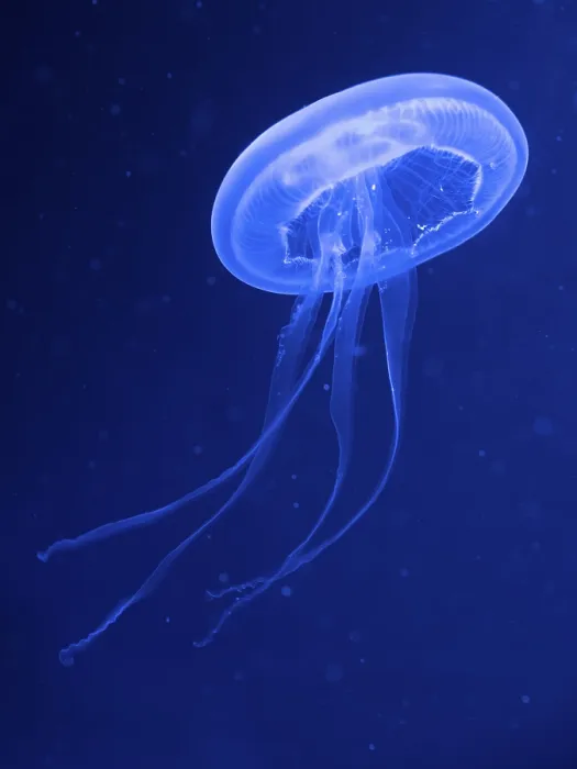 Framed Print : Common jellyfishes (Aurelia aurita) Framed Print : Common jellyfishes (Aurelia aurita)