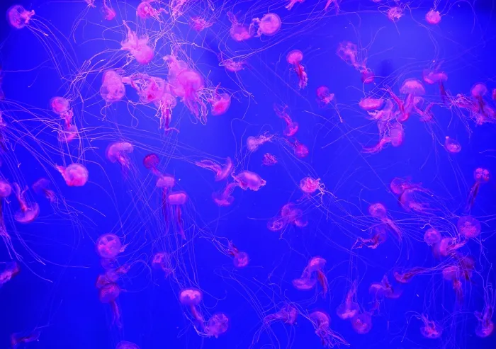 Framed Print : Common jellyfishes (Aurelia aurita) in coloured light Framed Print : Common jellyfishes (Aurelia aurita) in coloured light
