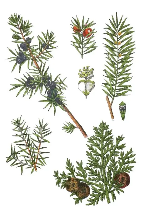 Framed Print : Common juniper also heath juniper