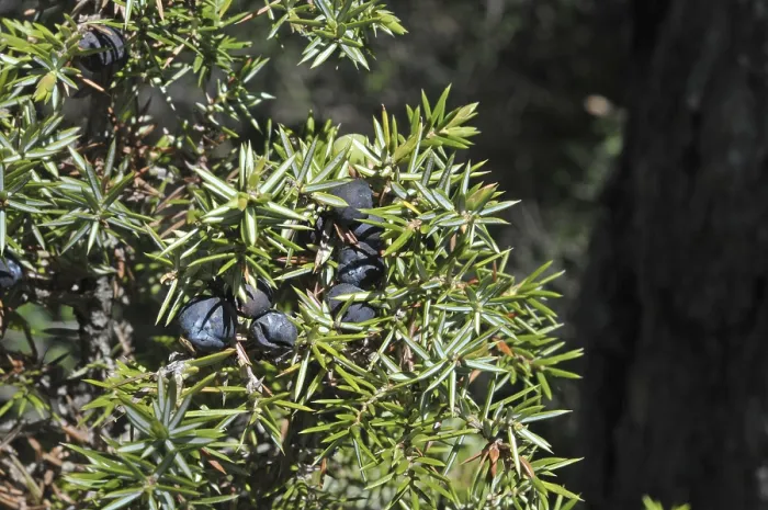 Framed Print : Common juniper (Juniperus communis) Framed Print : Common juniper (Juniperus communis)