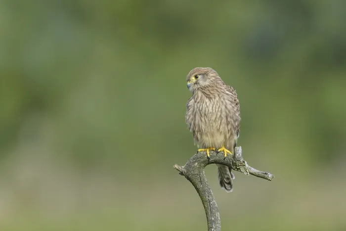 Framed Print : Common Kestrel