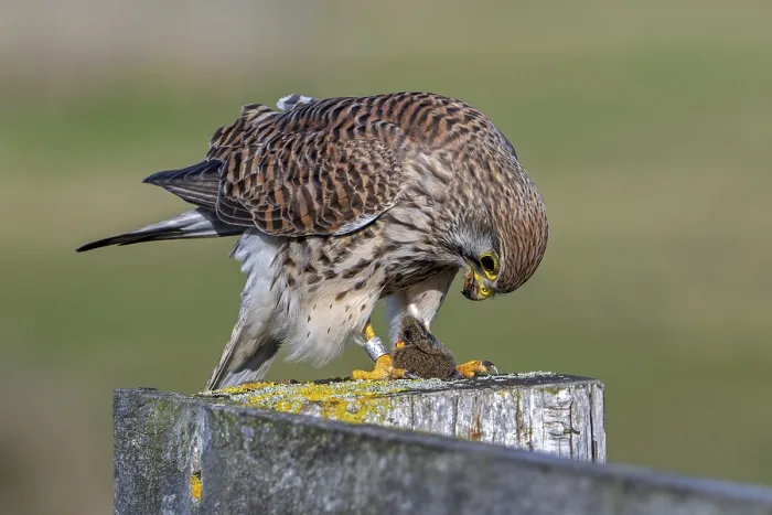 Framed Print : Common kestrel  /  European kestrel (Falco tinnunculus) female perched on wooden fence post eating caught vole prey