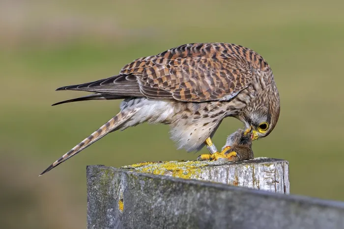 Framed Print : Common kestrel  /  European kestrel (Falco tinnunculus) female perched on wooden fence post eating caught vole prey