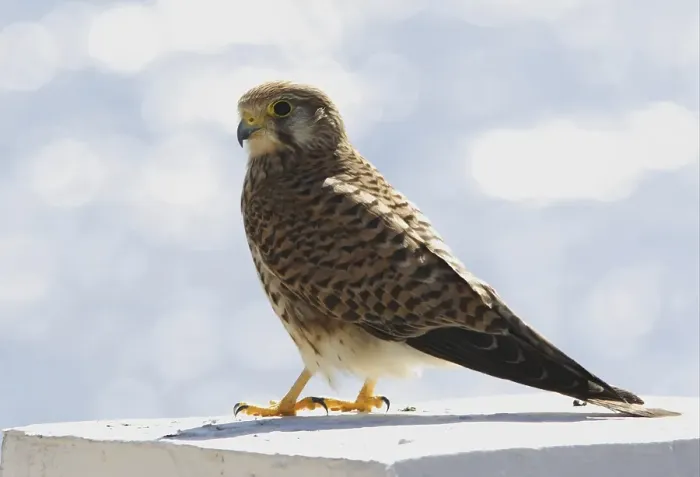 Framed Print : Common Kestrel (Falco tinnunculus) Framed Print : Common Kestrel (Falco tinnunculus)