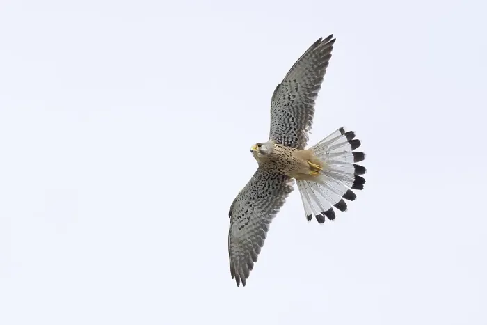 Framed Print : A common kestrel (Falco tinnunculus)