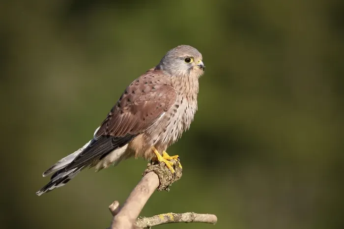 Framed Print : Common Kestrel (Falco tinnunculus)
