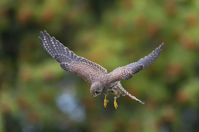 Framed Print : Common Kestrel (Falco tinnunculus)