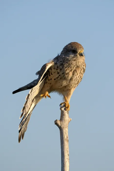 Framed Print : Common kestrel (Falco tinnunculus) Framed Print : Common kestrel (Falco tinnunculus)