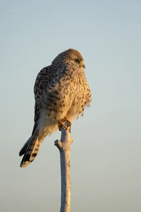 Framed Print : Common kestrel (Falco tinnunculus)