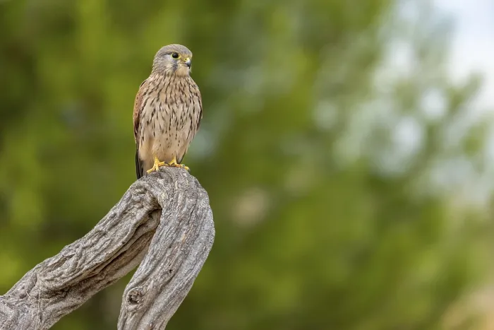 Framed Print : Common kestrel (Falco tinnunculus) Framed Print : Common kestrel (Falco tinnunculus)
