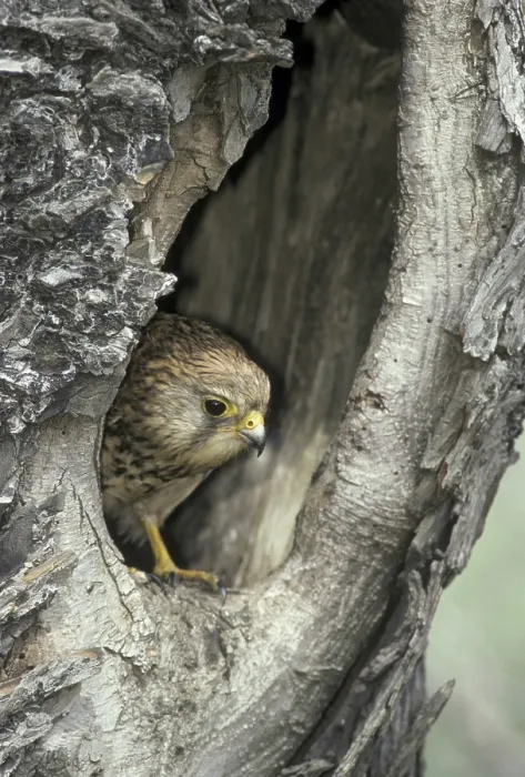 Framed Print : Common Kestrel (Falco tinnunculus)