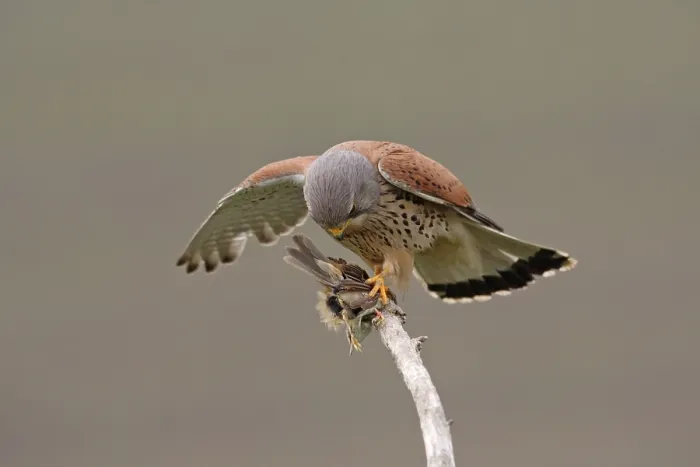 Framed Print : Common kestrel (Falco tinnunculus)