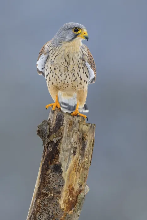 Framed Print : Common kestrel (Falco tinnunculus)