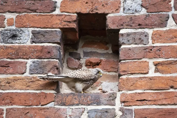 Framed Print : Common kestrel (Falco tinnunculus)